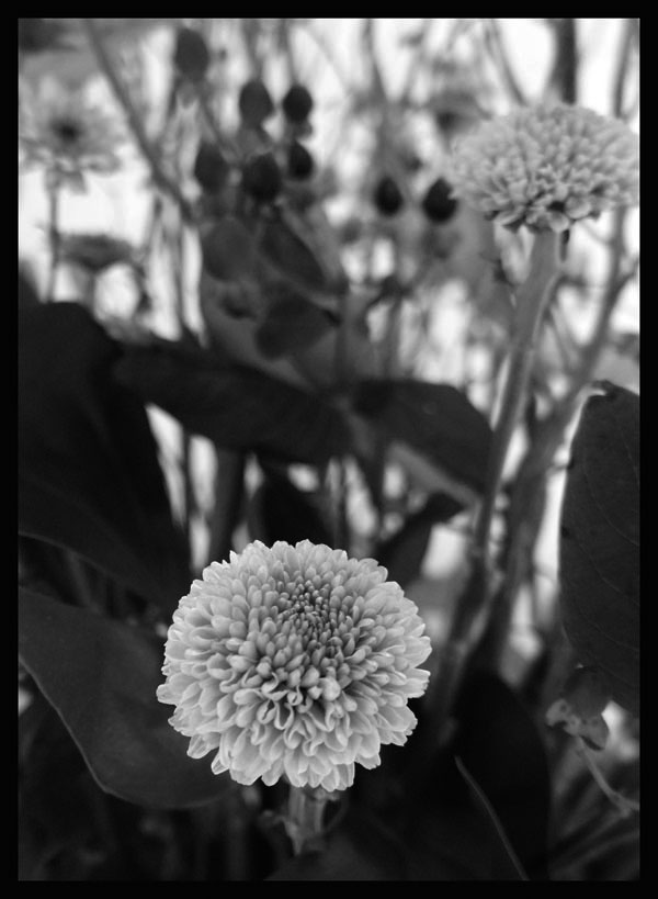 dsc02878smono1